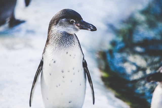 Antarktis Quiz: Pinguine im ewigen Eis