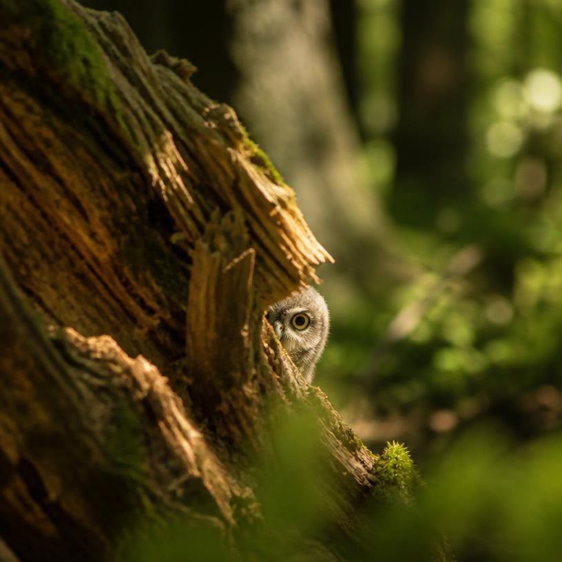 Die Geheimnisse der Waldbewohner