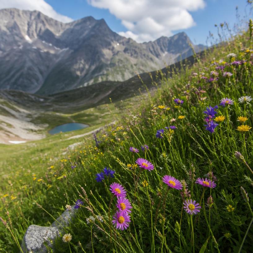 Alpenflora: Ein Duft von Bergidylle