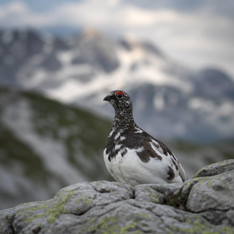 Täuschungskünstler der Natur
