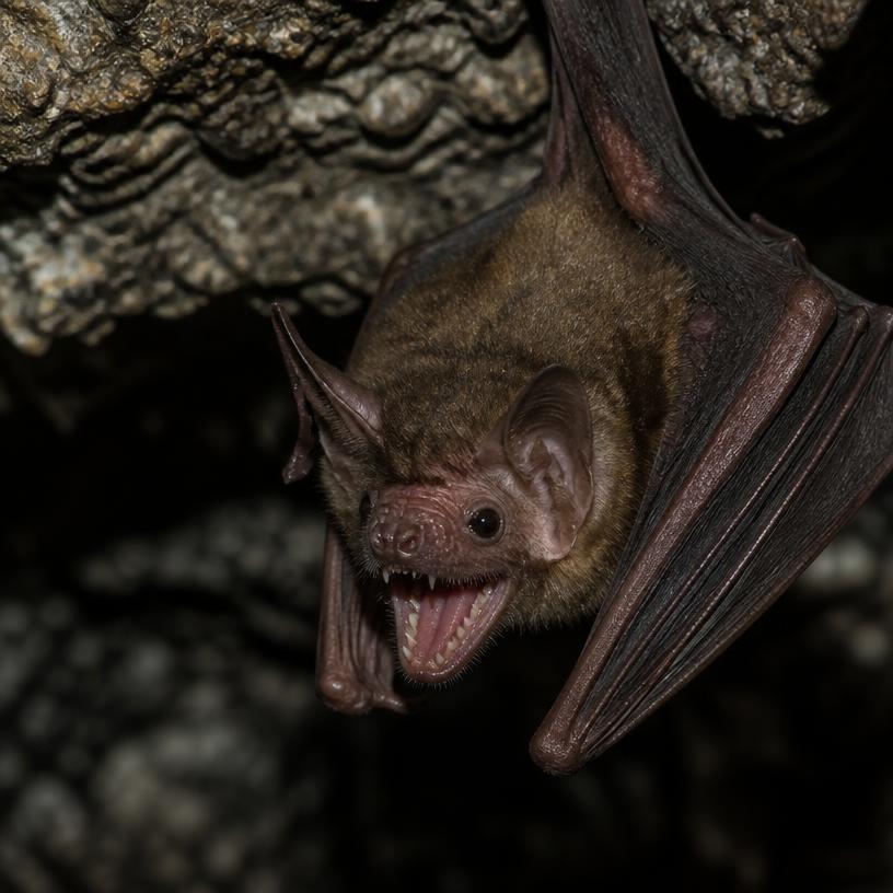 Der Biss der Nacht: Tiervampire und extremere Wesen